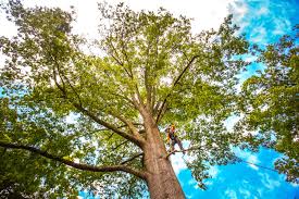 Best Utility Line Clearance  in Marion, PA