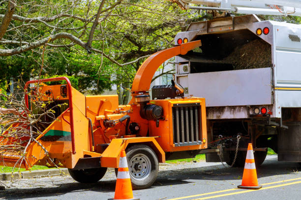 Trusted Marion, PA Tree Removal Experts