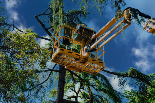 Best Root Management and Removal  in Marion, PA