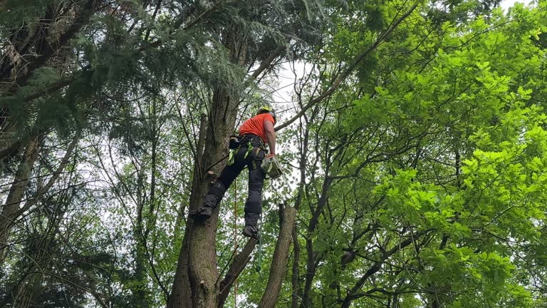 Best Fruit Tree Pruning  in Marion, PA