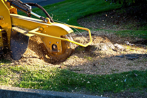 Best Commercial Tree Services  in Marion, PA