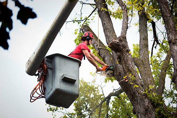 Best Tree Health Inspection  in Marion, PA