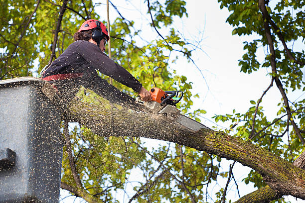 Best Lawn Mowing  in Marion, PA